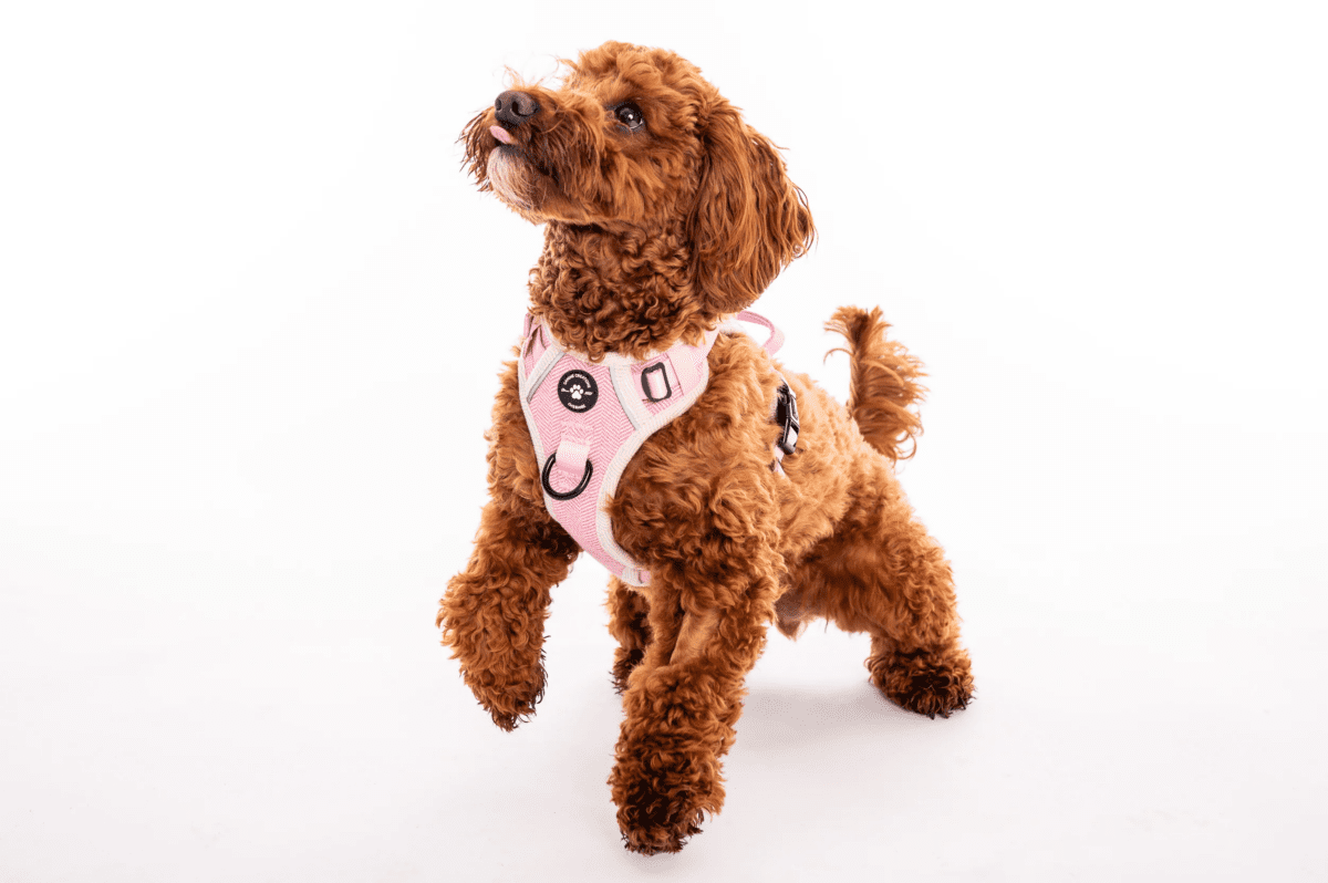 INSTANT WIN - 19p HARNESS - Small business only! - Image 22