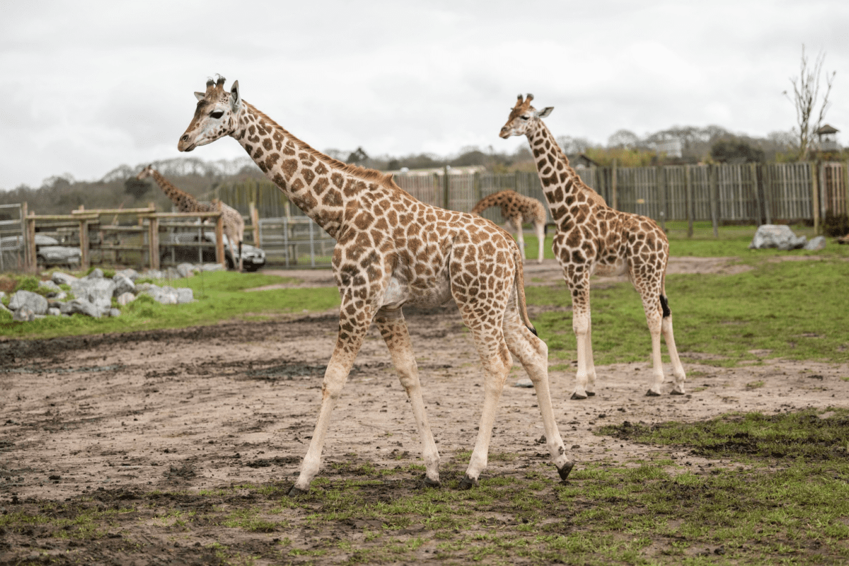 WIN A West Midlands Safari Park Stay - Giraffe Lodge - Image 4