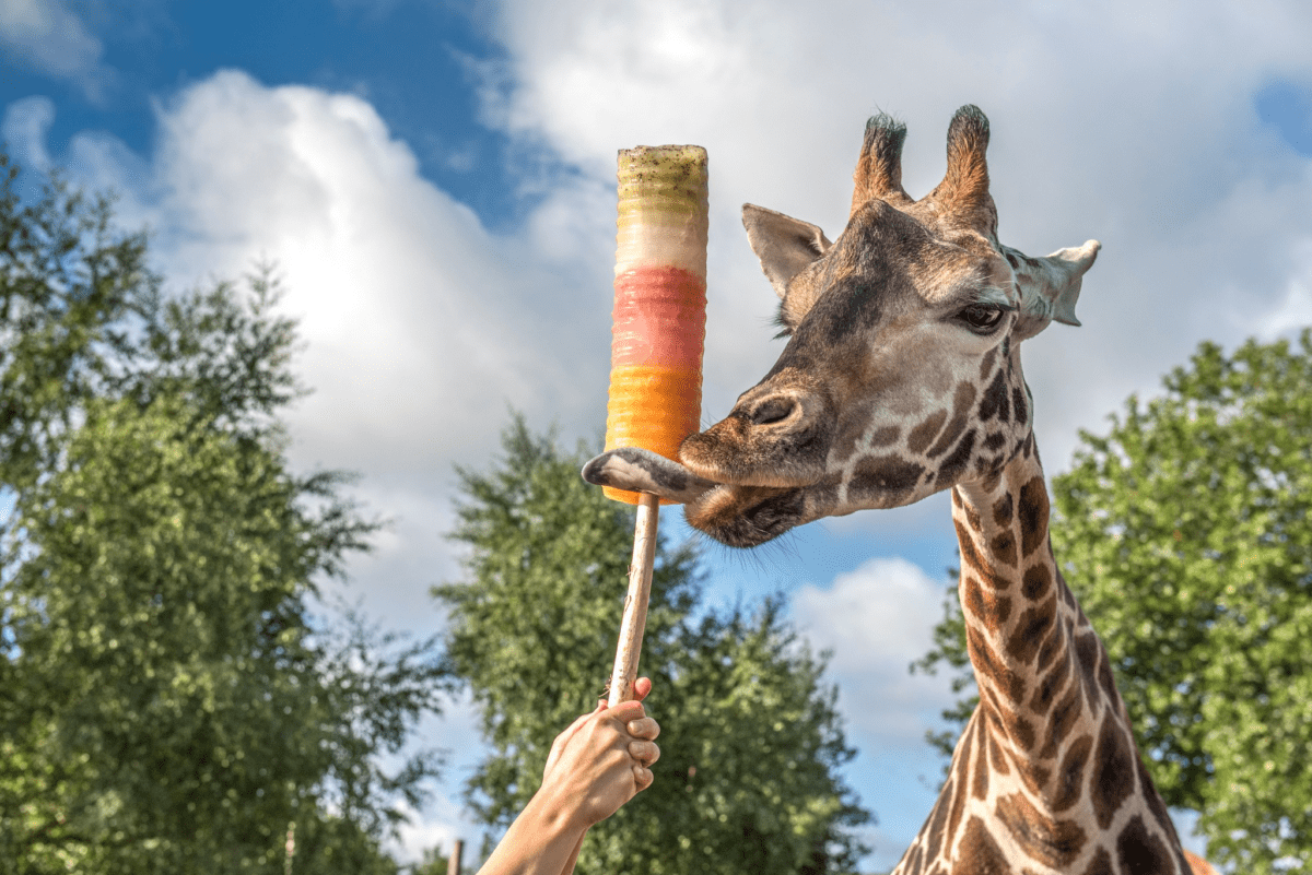 WIN A West Midlands Safari Park Stay - Giraffe Lodge - Image 2