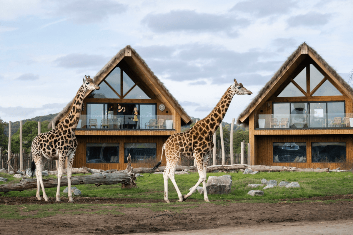 WIN A West Midlands Safari Park Stay - Giraffe Lodge - Image 3