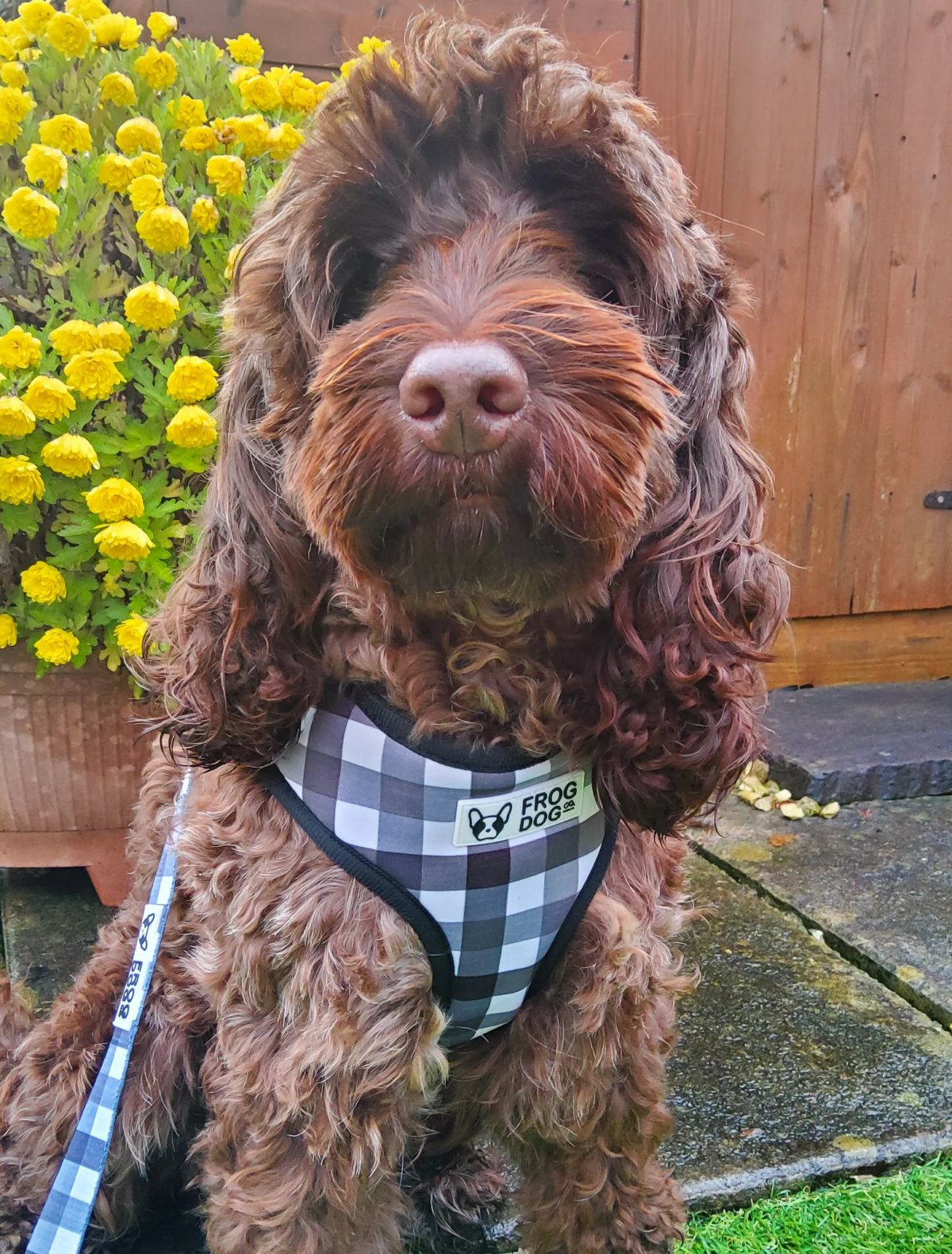 INSTANT WIN - 10p HARNESS BONANZA! - Image 40