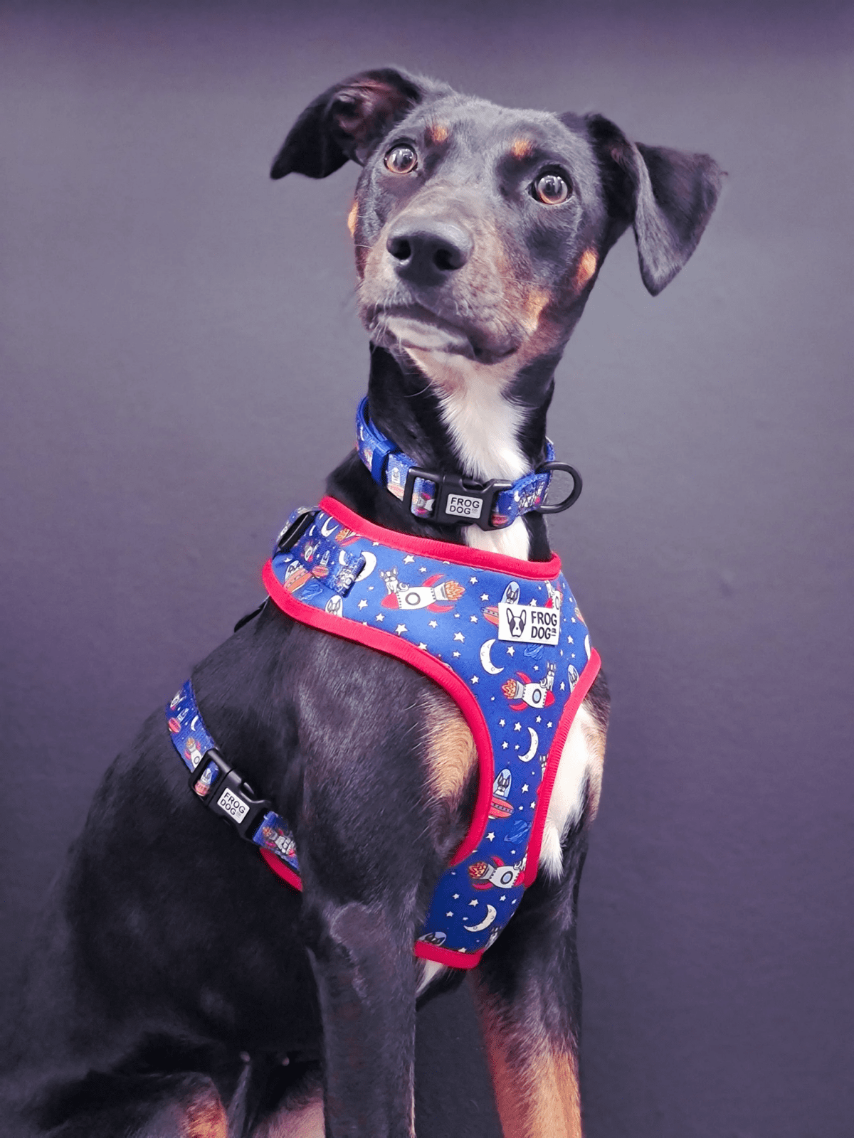 INSTANT WIN - 10p HARNESS BONANZA! - Image 38