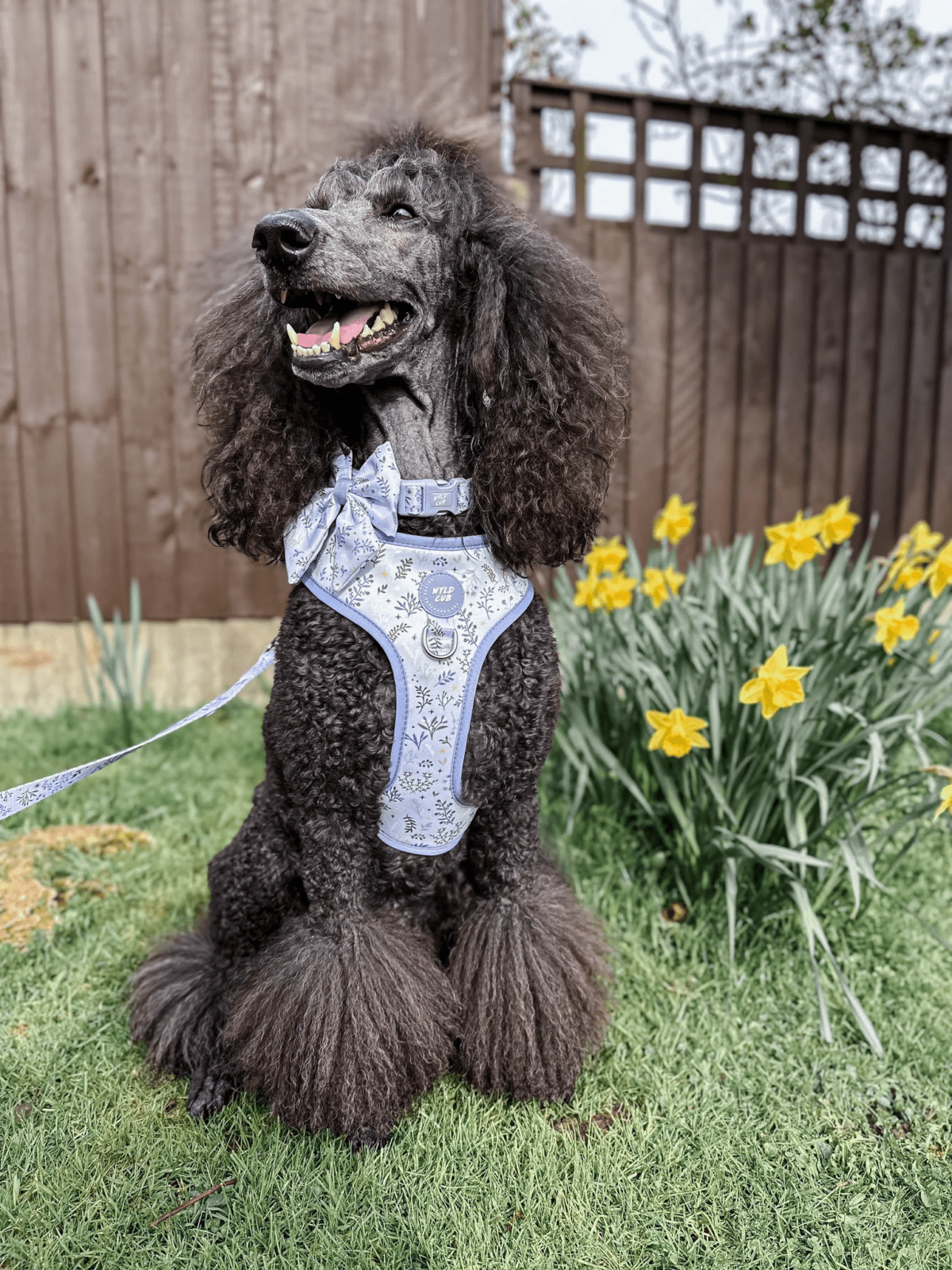 INSTANT WIN - 10p HARNESS BONANZA! - Image 32