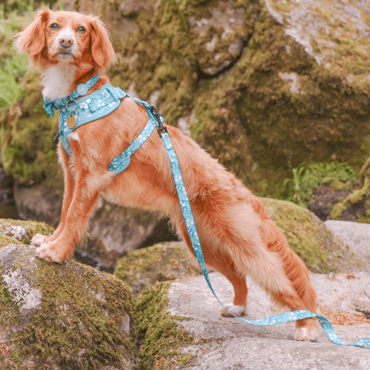 INSTANT WIN - 10p HARNESS BONANZA! - Image 54