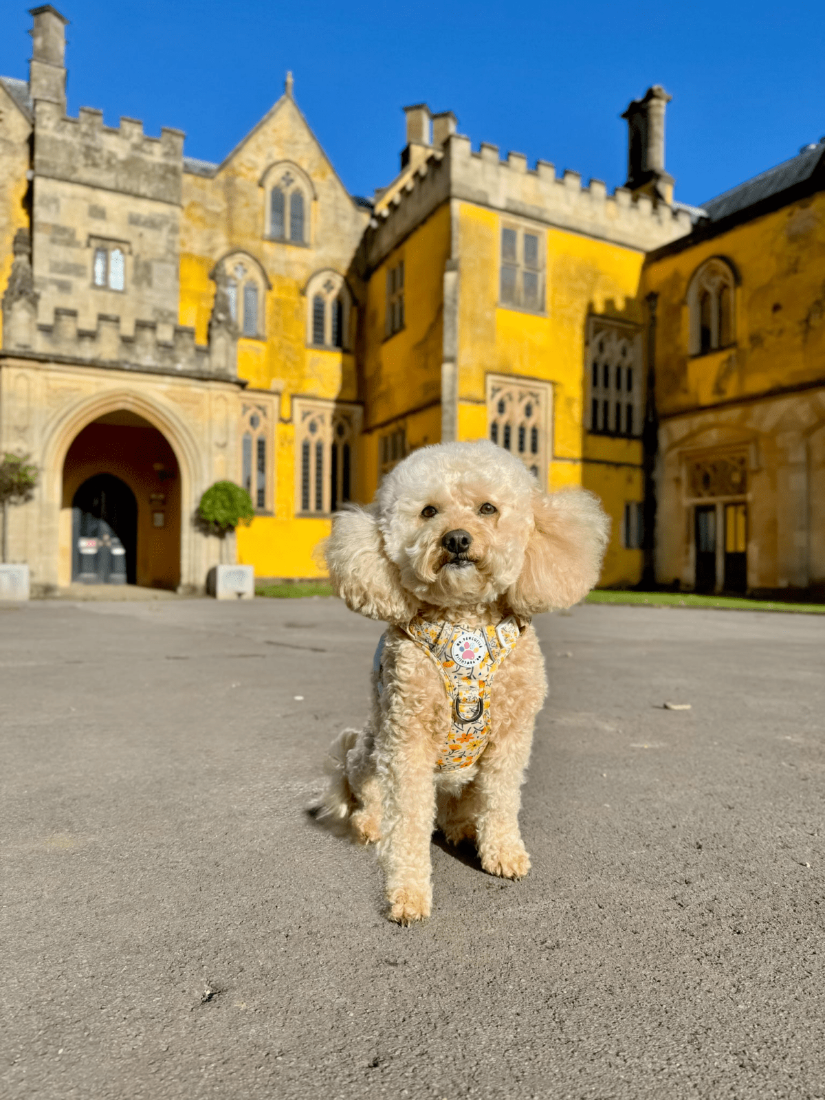 INSTANT WIN - SUMMER DOGGO ☀️ - Image 9