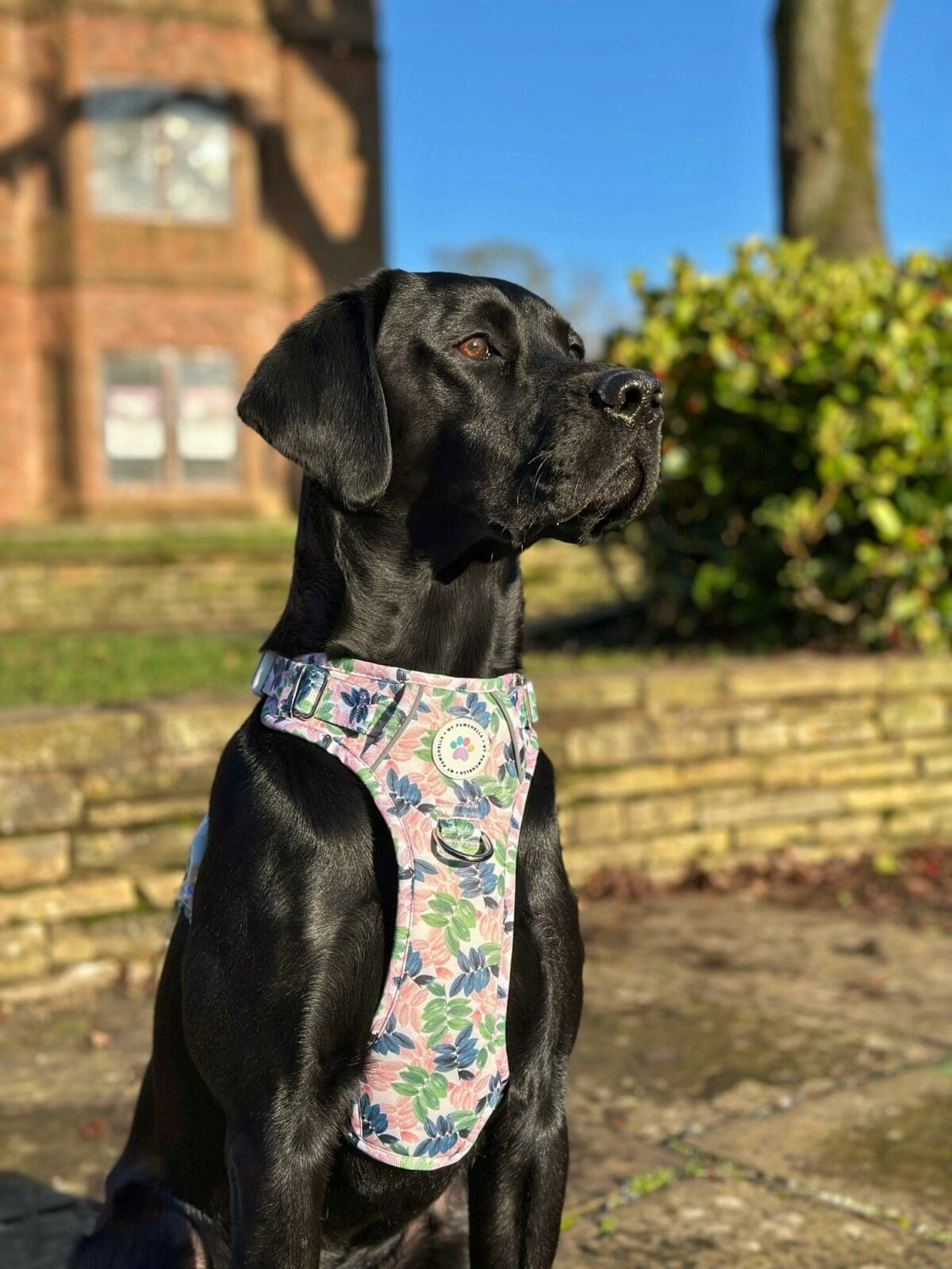 INSTANT WIN - SUMMER DOGGO ☀️ - Image 8
