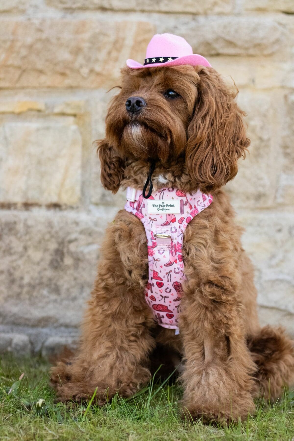 WIN A Full The Paw Print Boutique Harness Set - Image 2