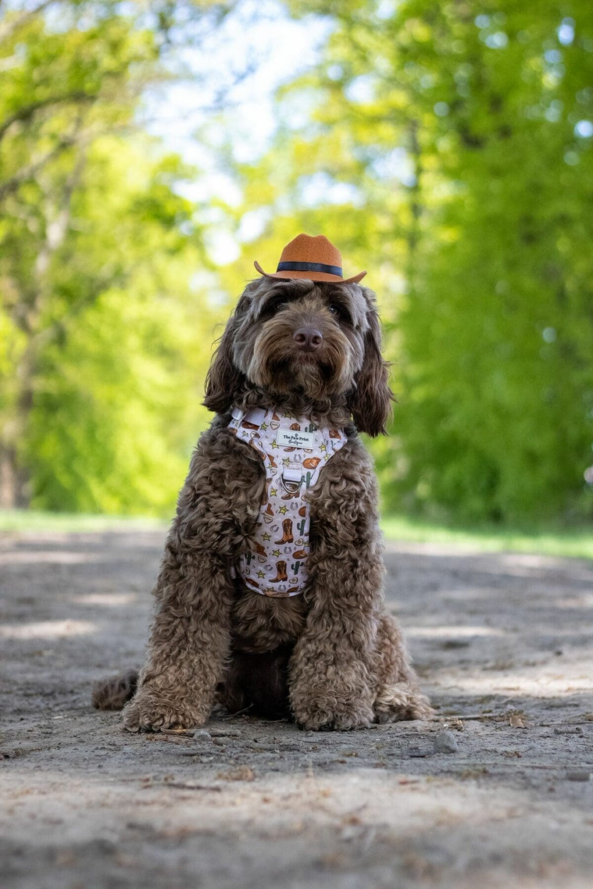 WIN A Full The Paw Print Boutique Harness Set - Image 3