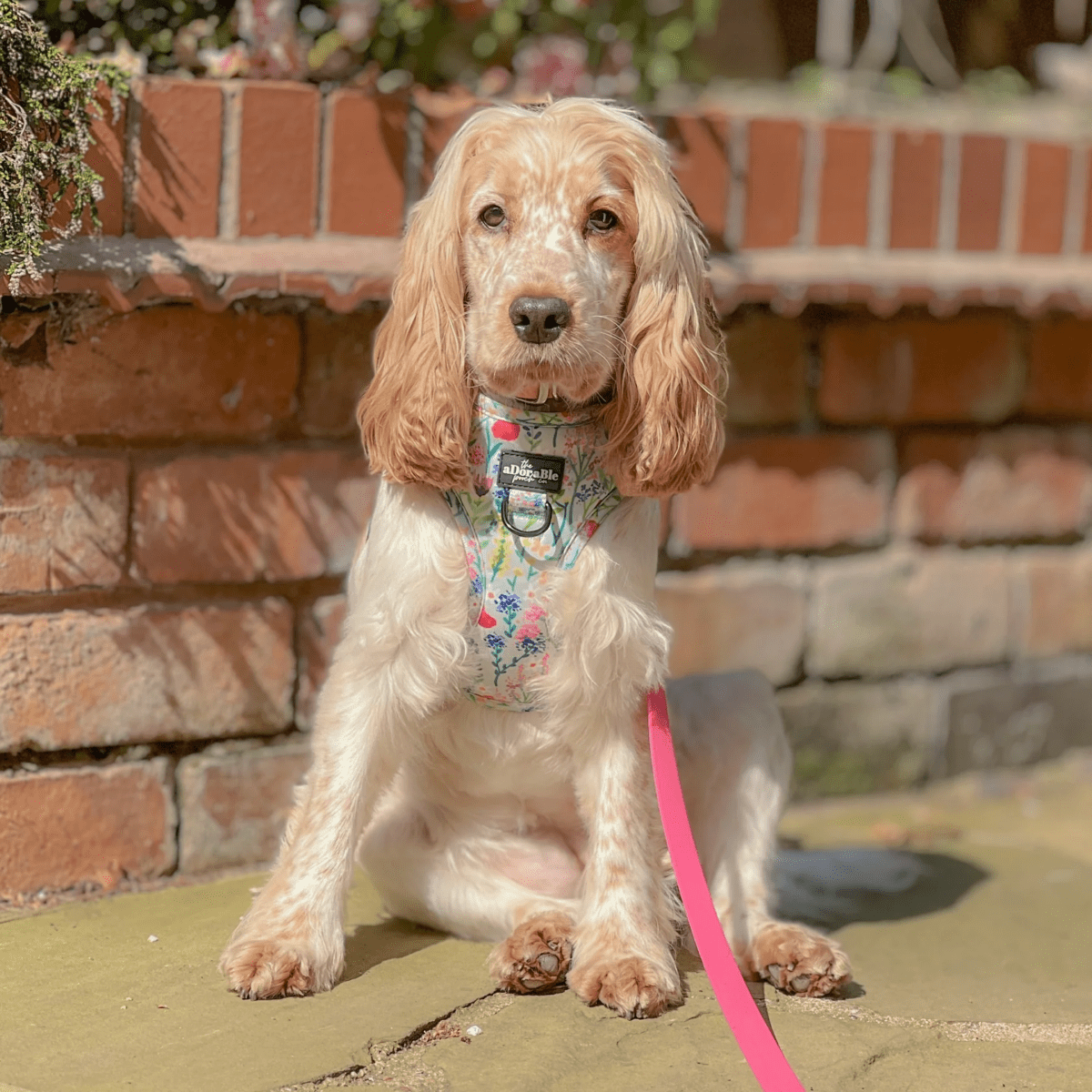 WIN A Custom Luxury Dog Wardrobe & FIVE £30 Vouchers - Image 6