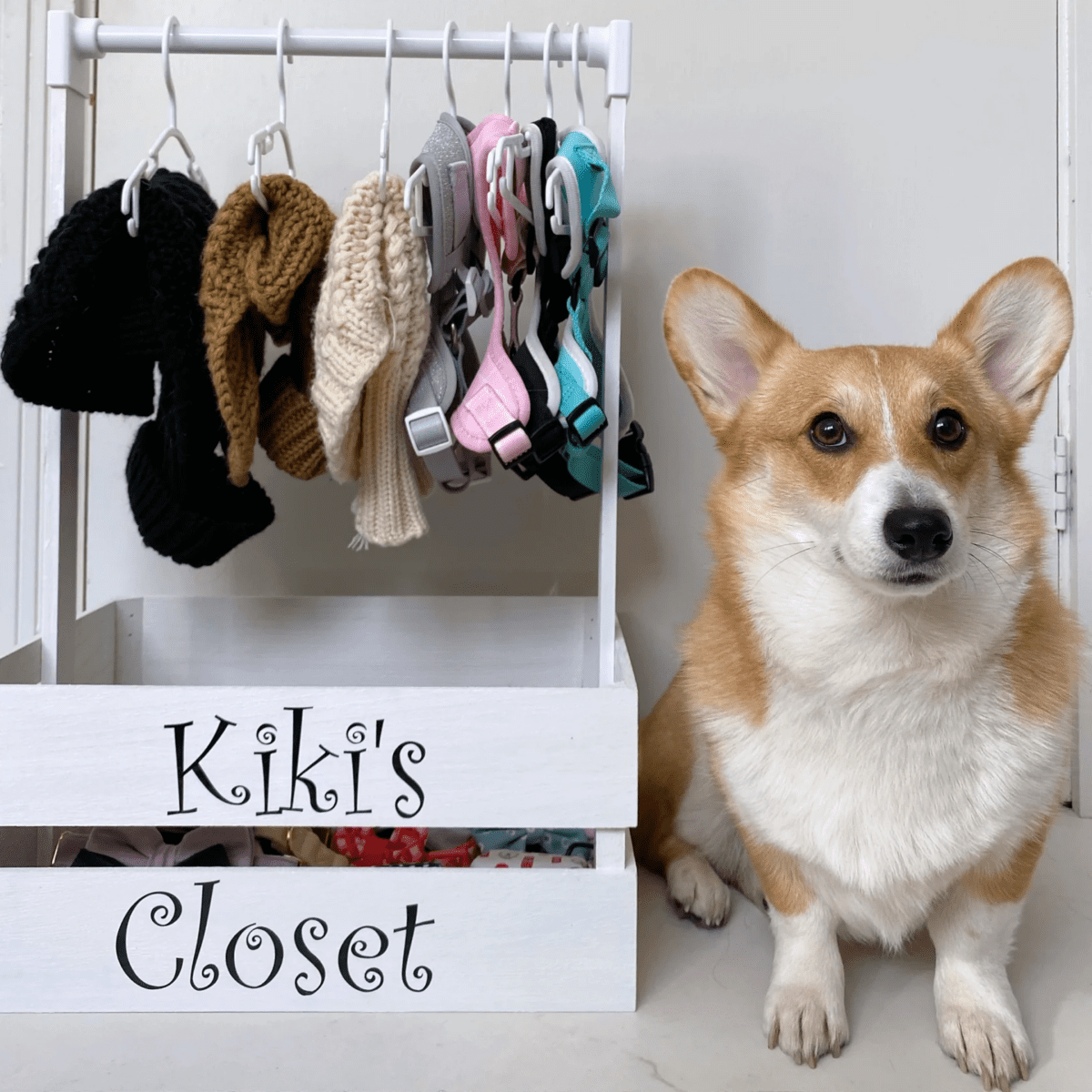 WIN A Custom Luxury Dog Wardrobe & FIVE £30 Vouchers - Image 2