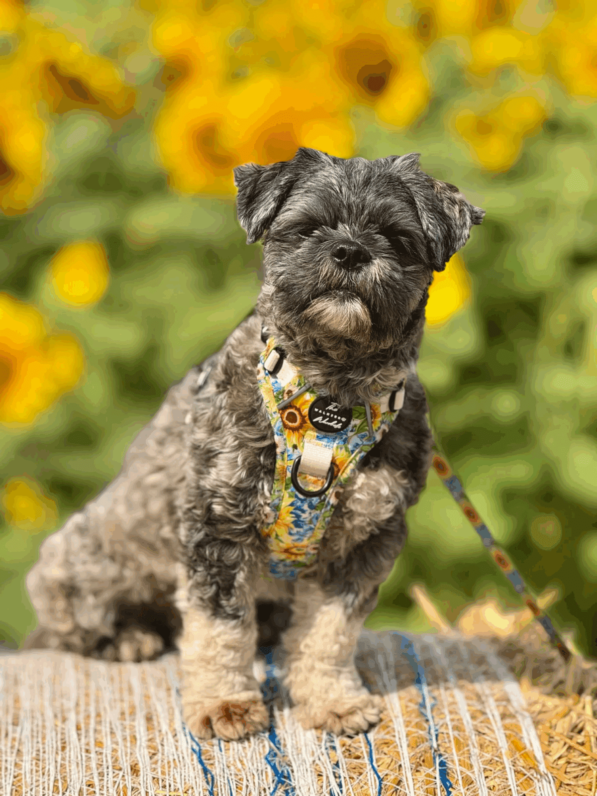 INSTANT WIN - 19p HARNESS - Small business only! - Image 24