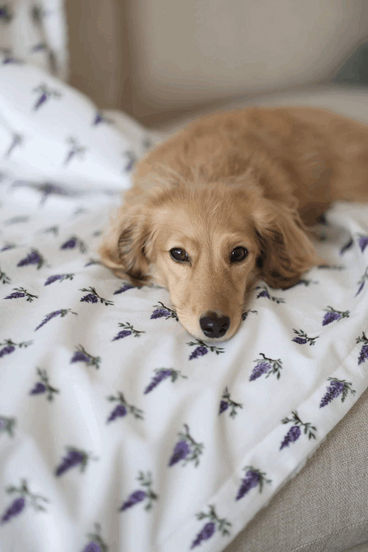 INSTANT WIN - COSY PAWS 🐾 - Image 16