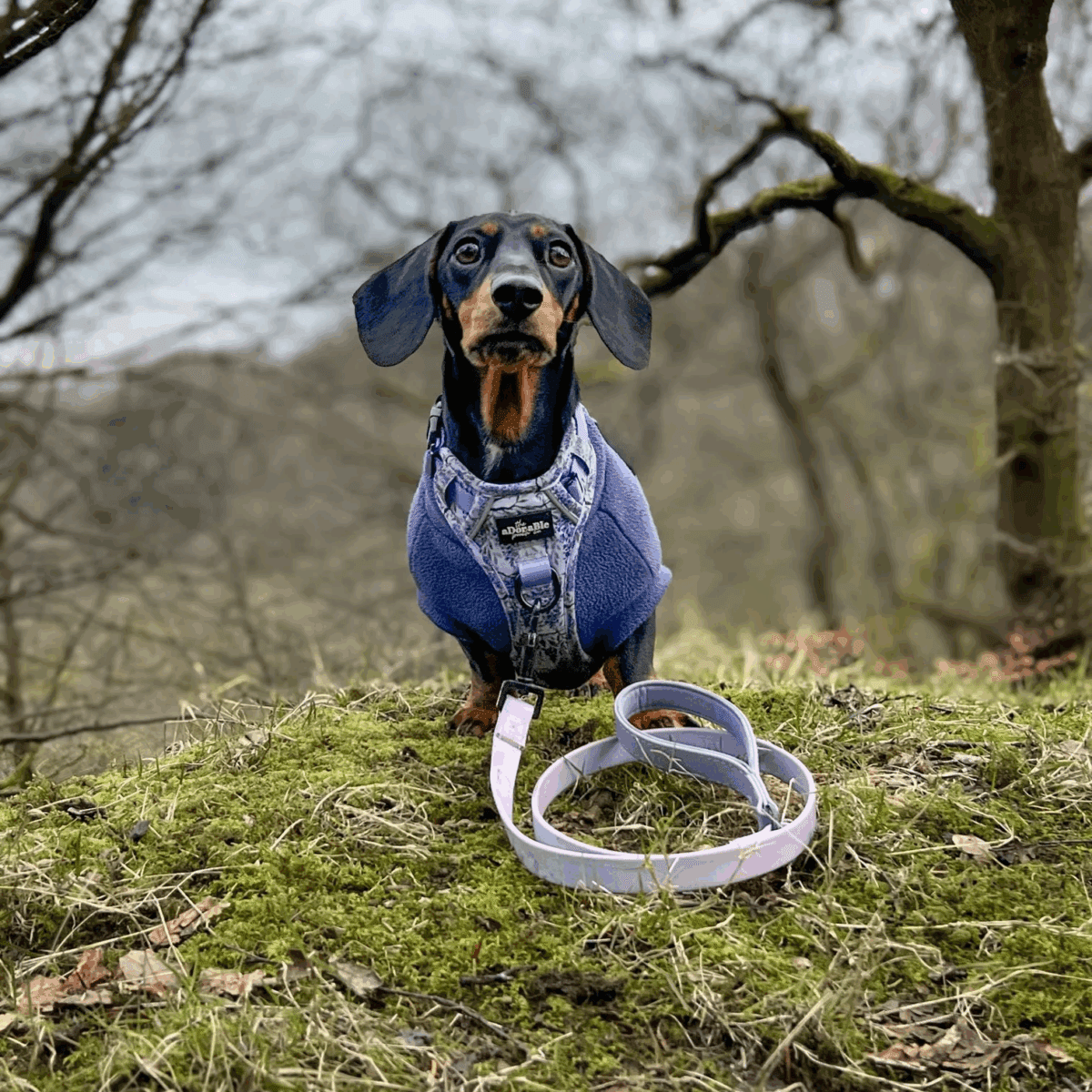 INSTANT WIN - COSY PAWS 🐾 - Image 17