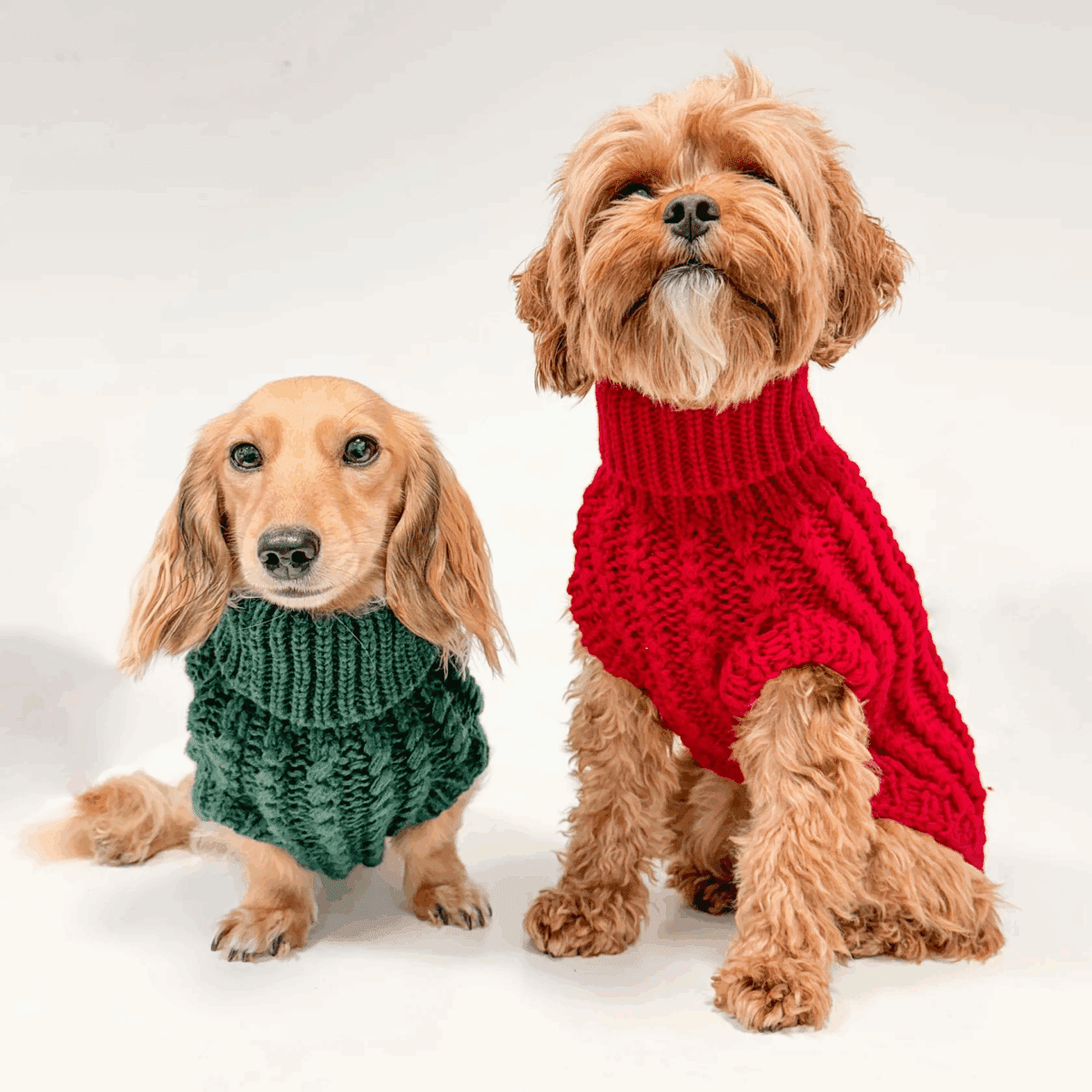 INSTANT WIN - COSY PAWS 🐾 - Image 21