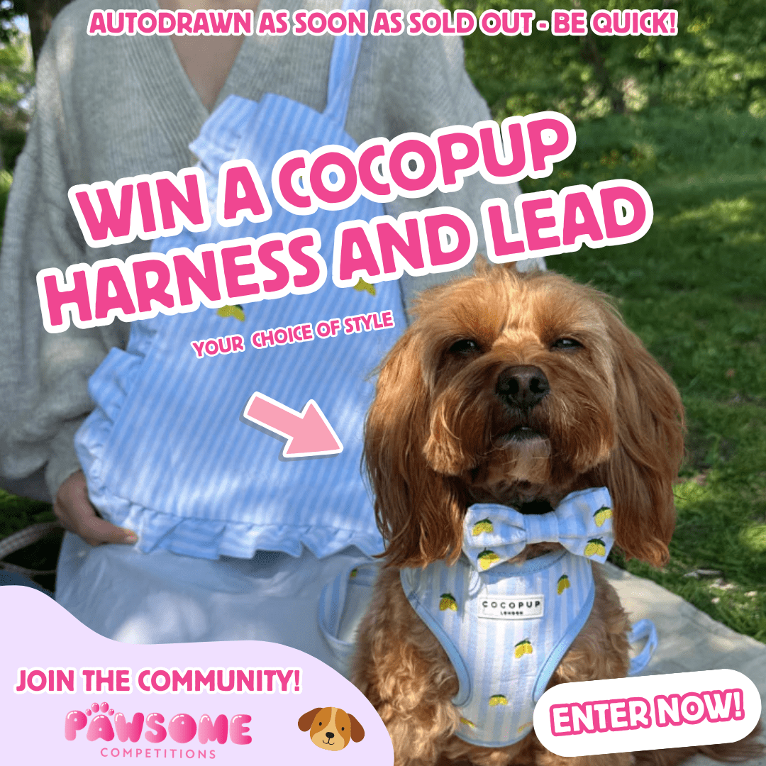AUTODRAW – WIN A COCO PUP HARNESS AND LEAD🐶