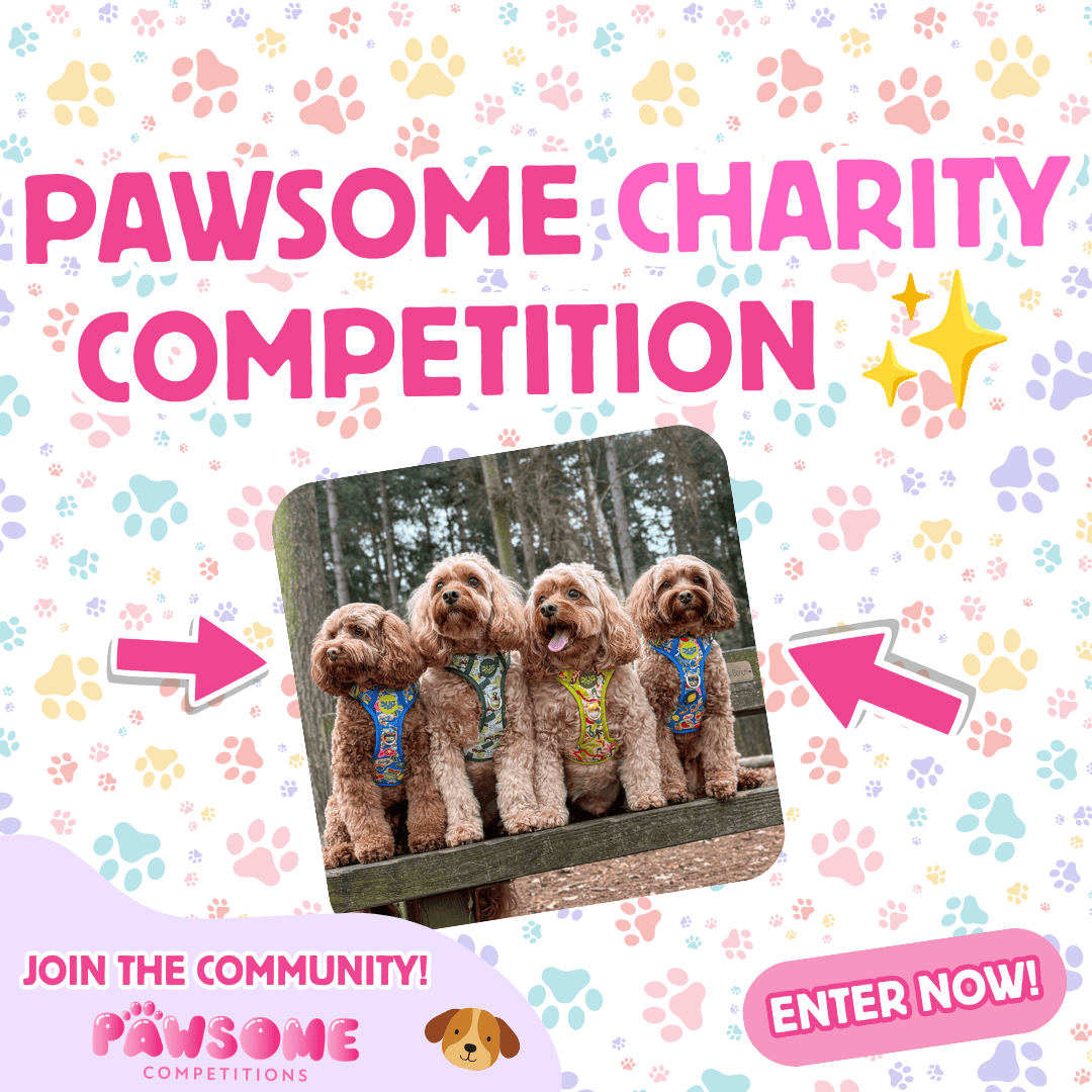 Small Business Charity Competition ✨