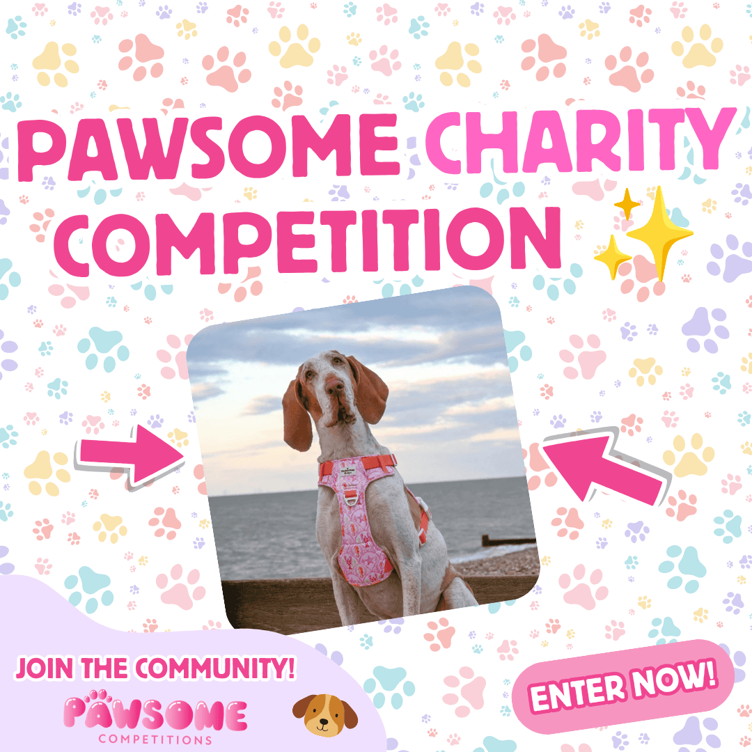 Small Business Charity Competition ✨